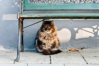 Kat, genietend van het winterzonnetje