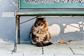 Kat, genietend van het winterzonnetje van Evelien Bauwens