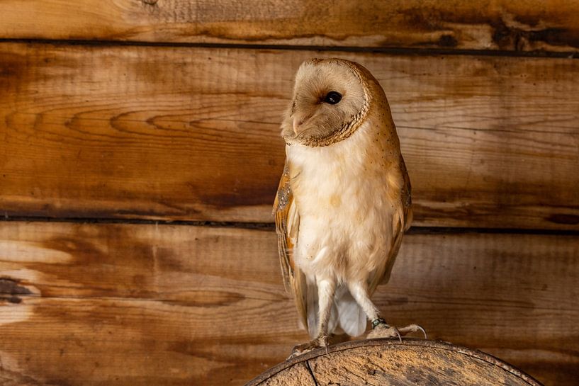 Effraie des clochers, Tyto alba par Gert Hilbink