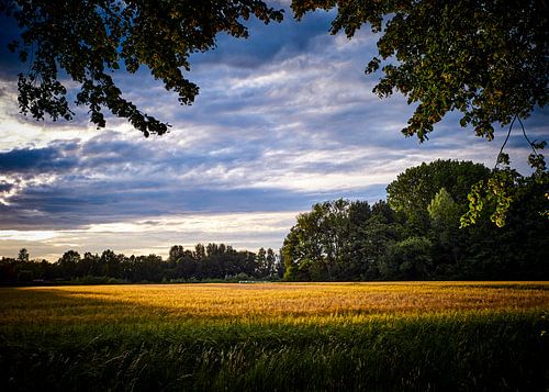 Gerstenfeld im Sonnenuntergang