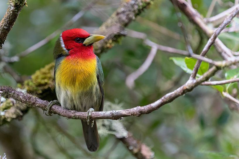 Red-headed Barbet van Eddy Kuipers