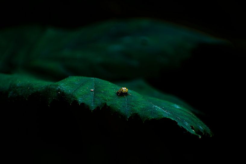 The little things in life. by wendell zoon