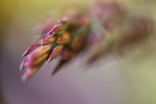 Bloem in close-up