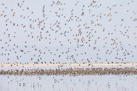 Silver plovers in flight - Natural Ameland