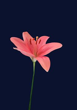 Moyze Stately - roze lelie ( pink Lily) van Moyze