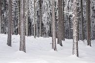 Landschaft im Winter im Thüringer Wald von Rico Ködder Miniaturansicht