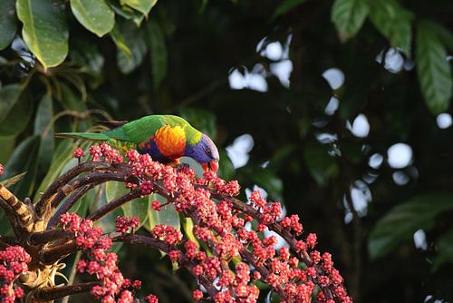 Regenbooglori (Trichoglossus moluccanus), Queensland, Australië