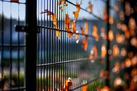 autumn leaves
