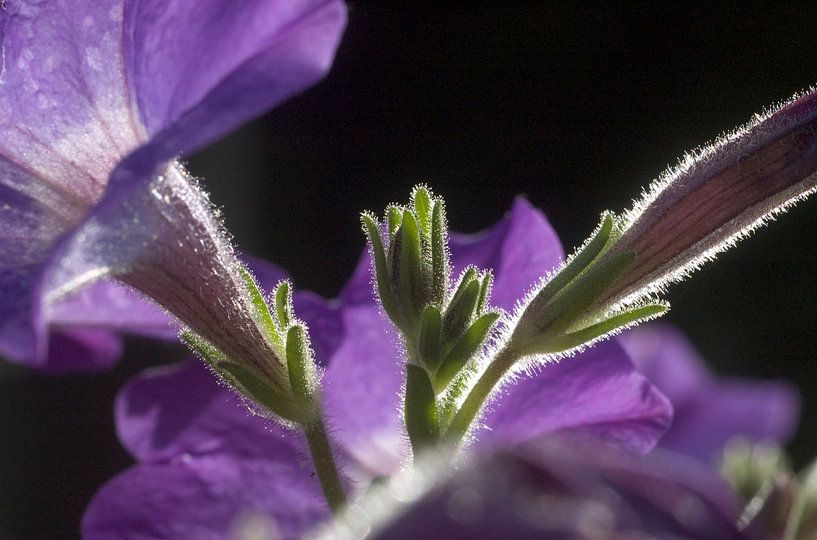 paarse bloemen van George Burggraaff