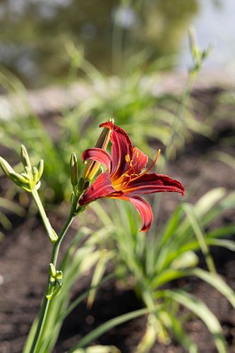 mooie rode bloem van Cheyenne Bevers Fotografie