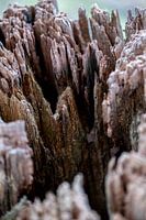 weathered wood