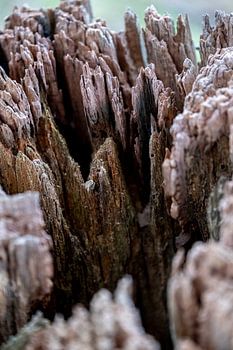 bois altéré par les intempéries