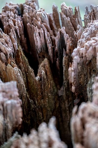 weathered wood by Ben van Damme