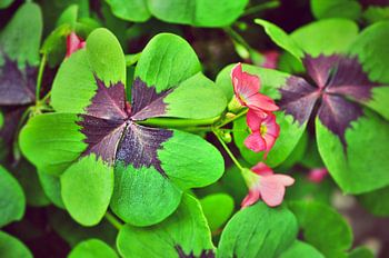 Klavertje 4 in volle pracht