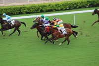 Paardenrace Hong Kong