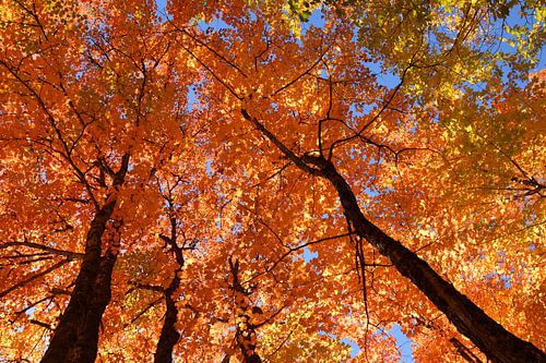 A maple forest in autumn