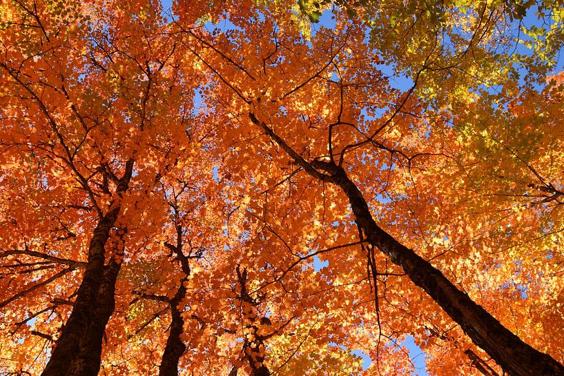 A maple forest in autumn by Claude Laprise