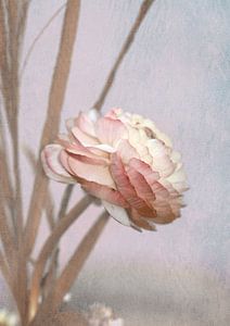 Pastell Ranunkelblüte