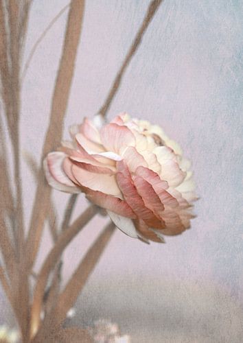 Pastell Ranunkelblüte