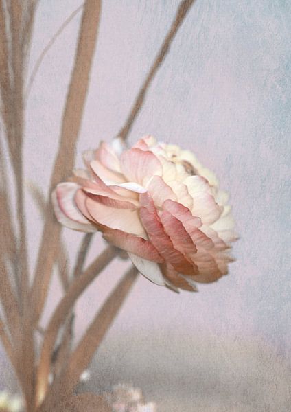 Pastell Ranunkelblüte by Roswitha Lorz