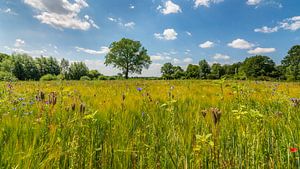 Sommerlandschaft mit wilden Blumen