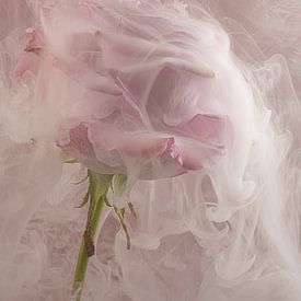 Vieux rose : la rose rose se fond dans la fumée sur Marjolijn van den Berg