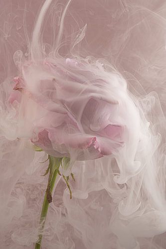 Old Rose: A pink rose blends into the smoke by Marjolijn van den Berg