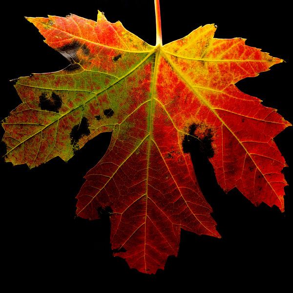 Gekleurd de herfst in van Jolanda de Jong-Jansen
