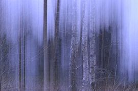 Berkenbos von Marian Steenbergen