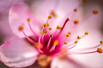Mooie macro opname van de bloem van de prunus cerasifera van Henk Hulshof