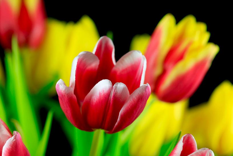 Malerische Tulpenblüte von Thomas Jäger