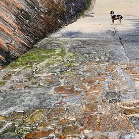 'Walking the Dog' by the sea