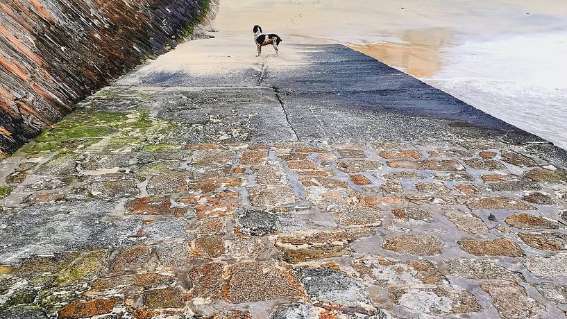 &#039;Walking the Dog&amp;#039 ; au bord de la mer par Tymn Lintell