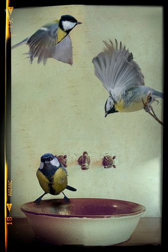 Koolmezen op wastafel