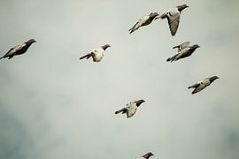 Duivenvlucht by Bastiaan Veltien