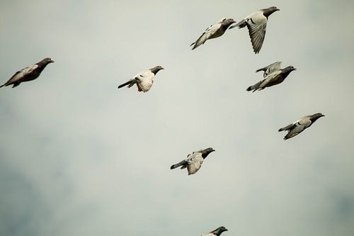 Duivenvlucht