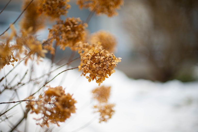 Wintertime by Thomas Vierbuchen
