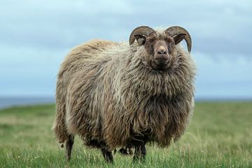 Schaap in een weiland in IJsland van Bob Janssen