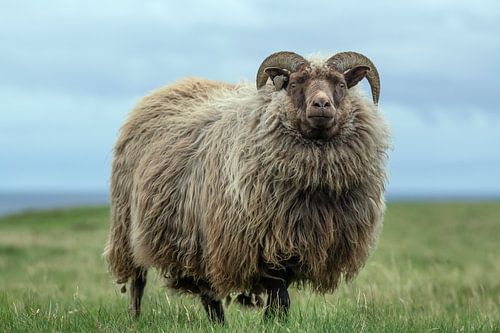 Sheep in a meadow in Iceland