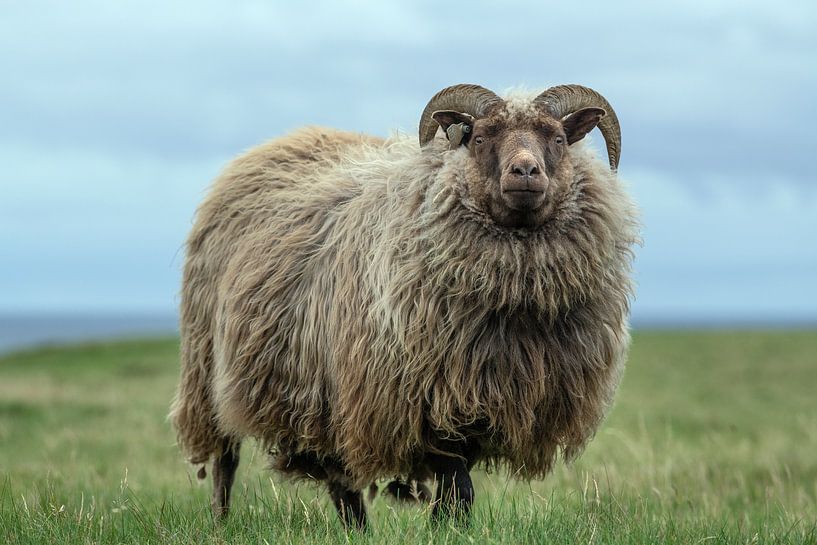 Moutons dans un pré en Islande par Bob Janssen