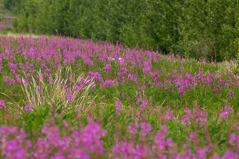Weidenröschen am Alaska Highway von Roland Brack