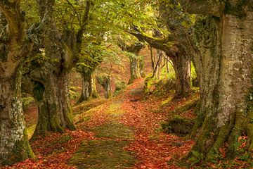 Red Carpet on the Side van Lars van de Goor