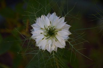 Miss-in-the-green by Edmee's hobbyfotografie