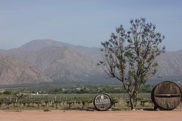 The Old Vineyard Trough