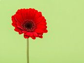Red gerbera by Elles Rijsdijk thumbnail