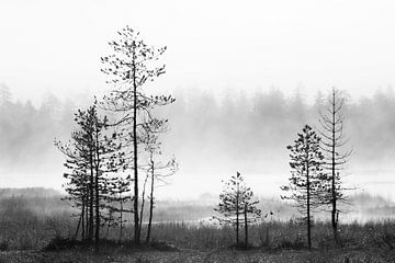 Bomen in de Taiga van Noord-Europa met mist