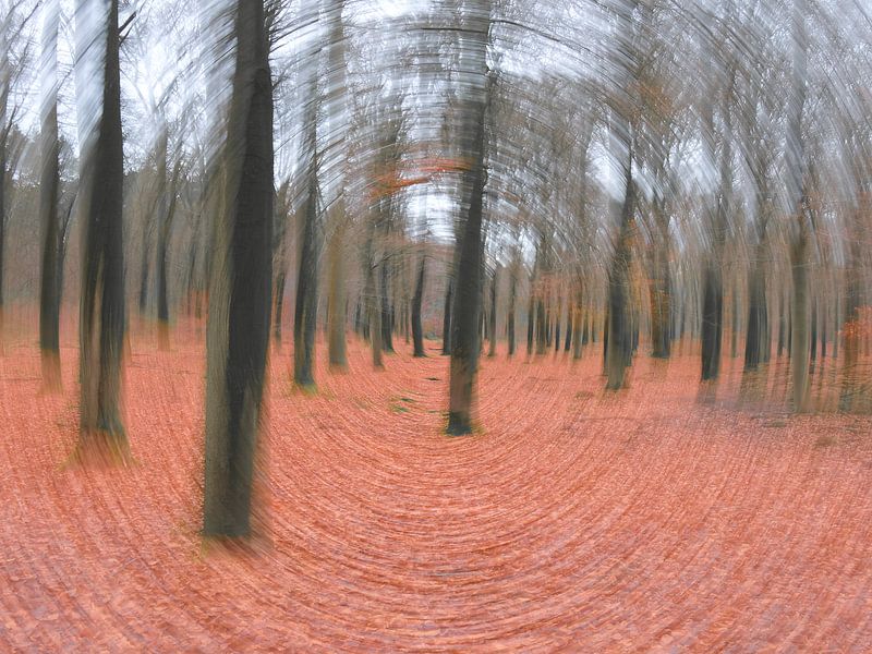 Forêt d'automne mystique par BHotography