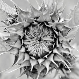 Magnificent abstract sunflower – black and white