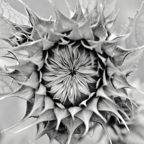 Prachtige abstracte zonnebloem - zwart-wit