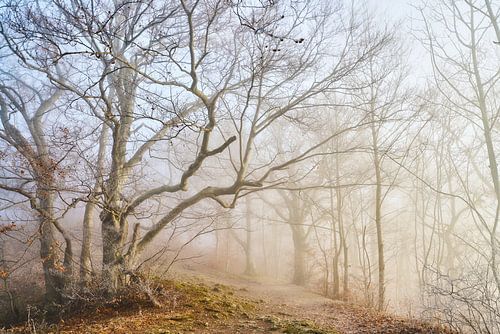 Winter morning in the forest